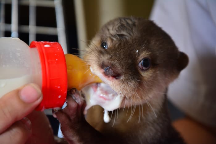 A Guide to Legally Owning and Caring for a Pet Otter - PetHelpful