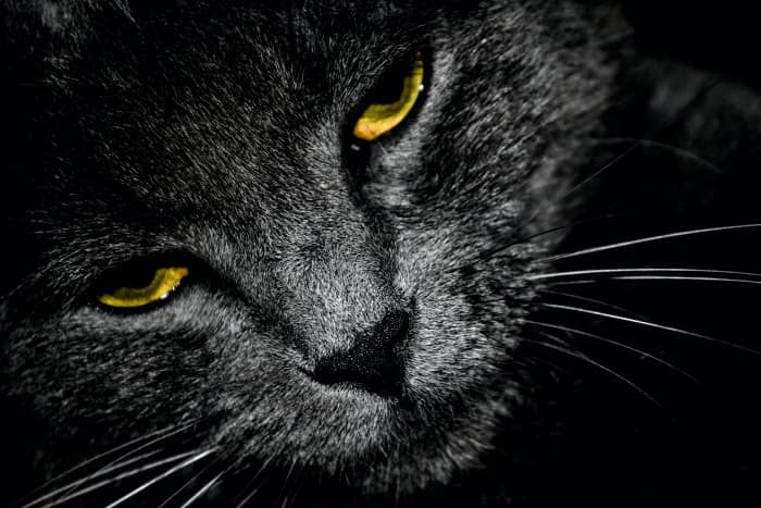 Signs Your Cat May Have Eye Problems - PetHelpful