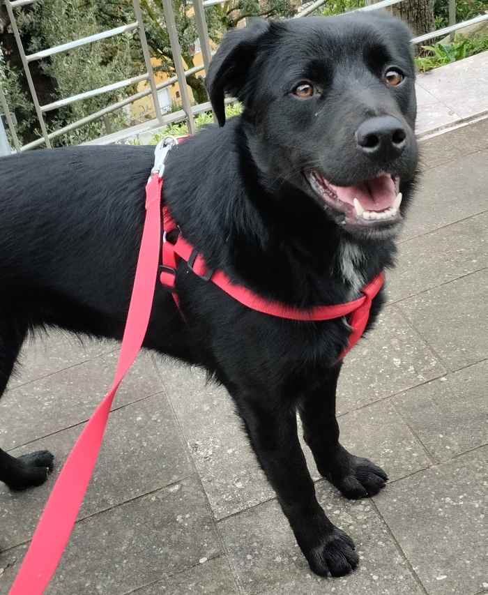 5 Natural Ways to Prevent Your Dog From Eating Poop PetHelpful