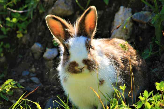 Tips on What to Expect If You Are Getting a Bunny Rabbit as a Pet: What ...