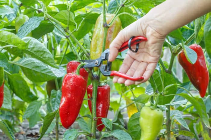 How to Grow Jalapeño Peppers - Dengarden