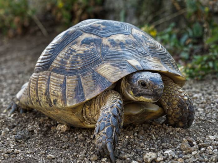 How to Build the Best Enclosure for Your Greek Tortoise - PetHelpful