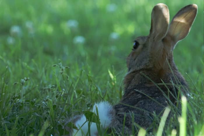 Is My Bunny Sick? 5 Signs It's Time to Go to the Vet - PetHelpful