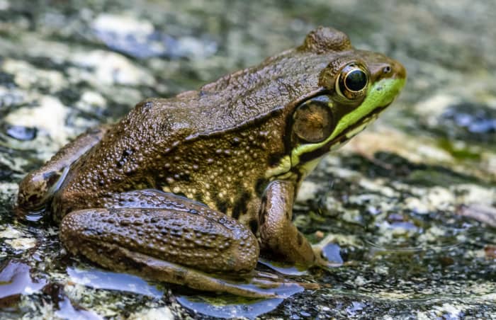 Common Illnesses in Pacman Frogs - PetHelpful