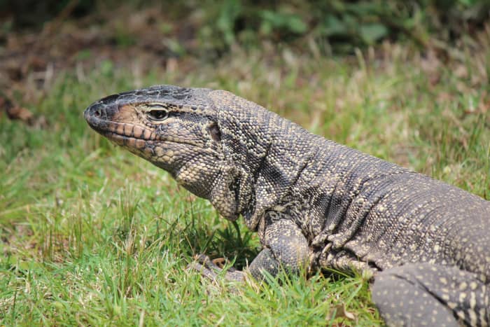 Why the Tegu Is the Best Pet Lizard - PetHelpful