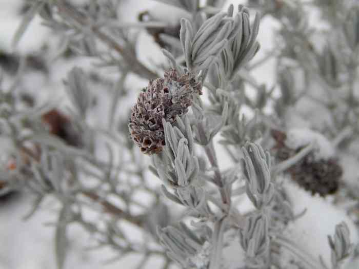 Plant a Lavender Bush to Attract Pollinators Like Butterflies and Bees