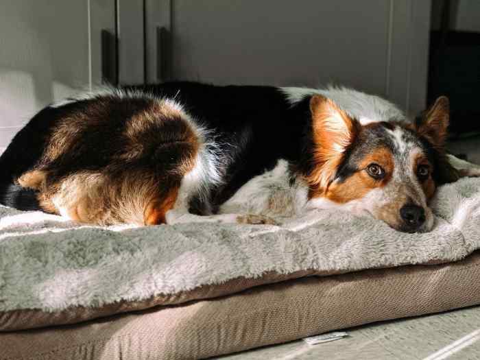 Dog Meditation and How to Bond With Your Pet PetHelpful