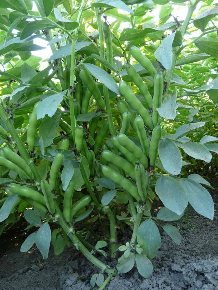 A Comprehensive Guide on How to Cultivate "Lucky" Broad Beans HubPages