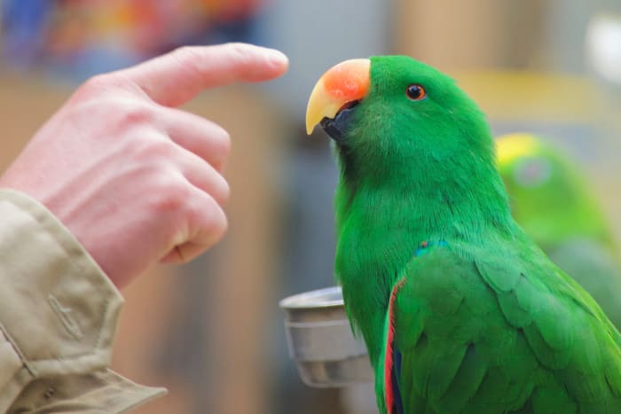 How To Teach A Pet Parrot To Talk - PetHelpful