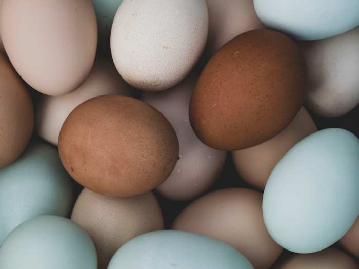 Why Are Chicken Eggs Different Colors? PetHelpful