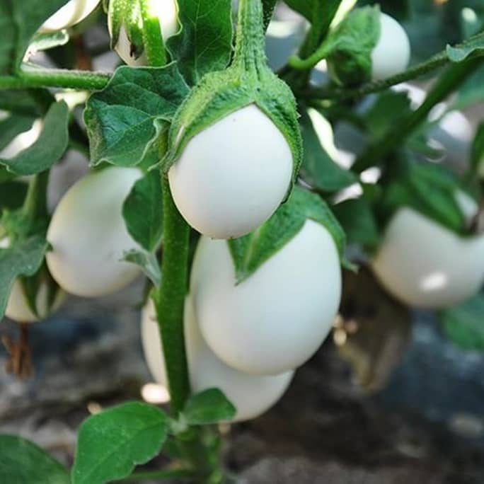 A Step-by-Step Guide to Growing Eggplant - HubPages