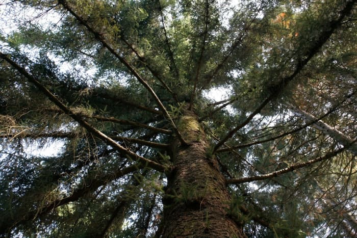 North America's Largest, Smallest, and Most Beautiful Spruce Trees ...