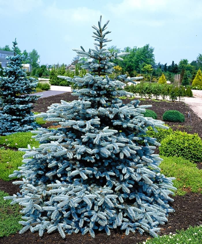 North America's Largest, Smallest, and Most Beautiful Spruce Trees ...