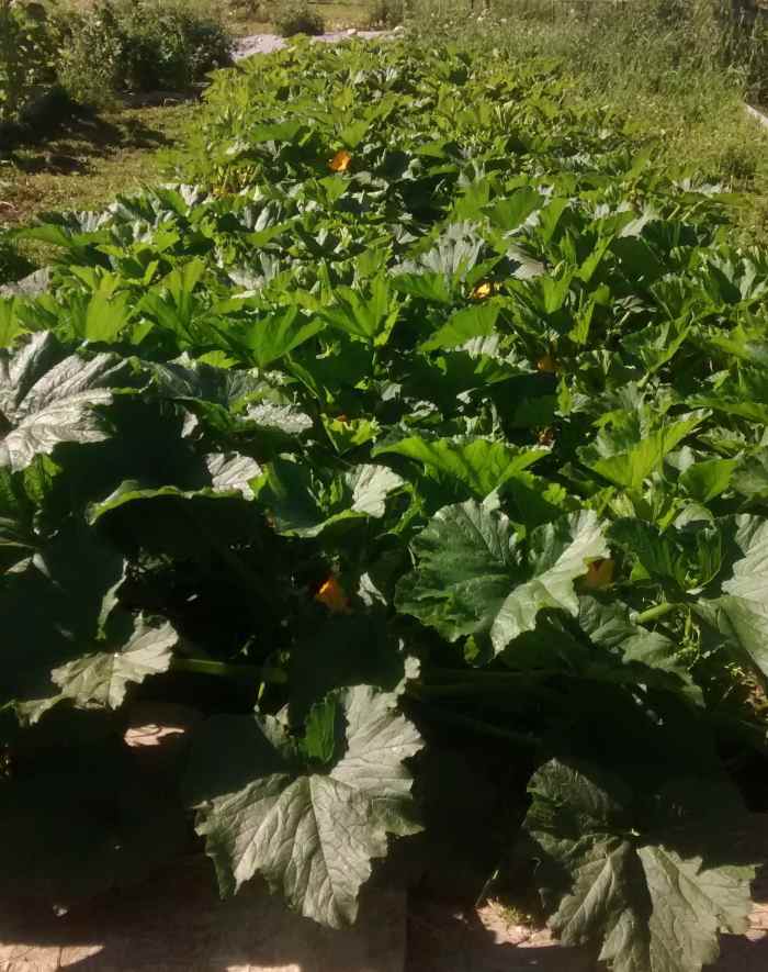 The Fruitful Practice of Zucchini Pruning Dengarden
