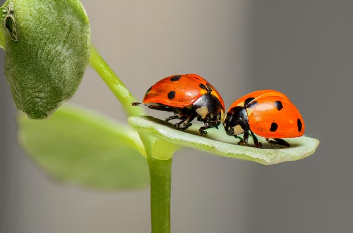 20 Insect Names in Hindi - Owlcation