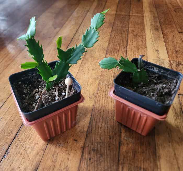 How to Revive a Thanksgiving Cactus HubPages