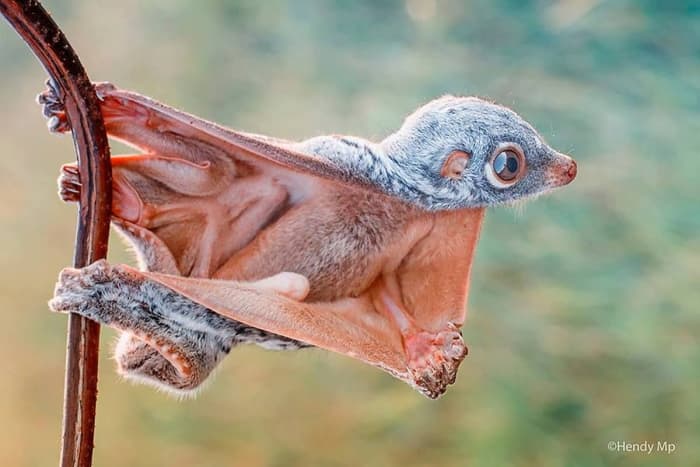 Mammals That Can Glide Through the Air With the Greatest of Ease - HubPages