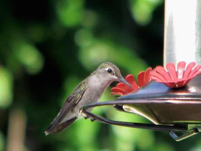 The Perfect Hummingbird Food Recipe Dengarden