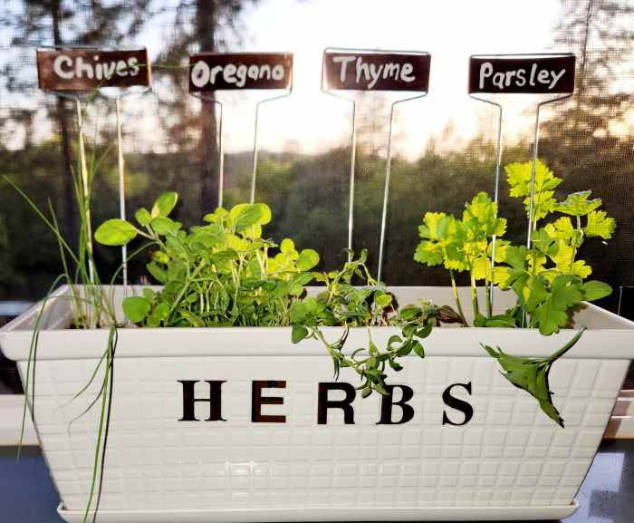 Four Herbs That Thrive on the Kitchen Windowsill Dengarden