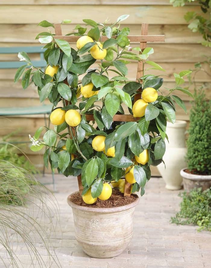 A Comprehensive Guide to Growing Lemon Trees - HubPages