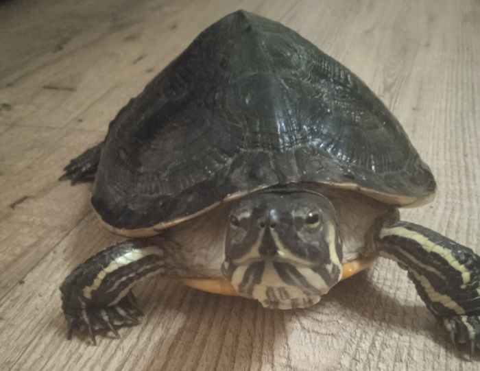 My Turtle Won't Eat Her Veggies—What Can I Do? PetHelpful