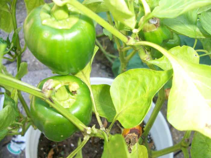 How To Grow Peppers in Containers 7 Great Tips HubPages