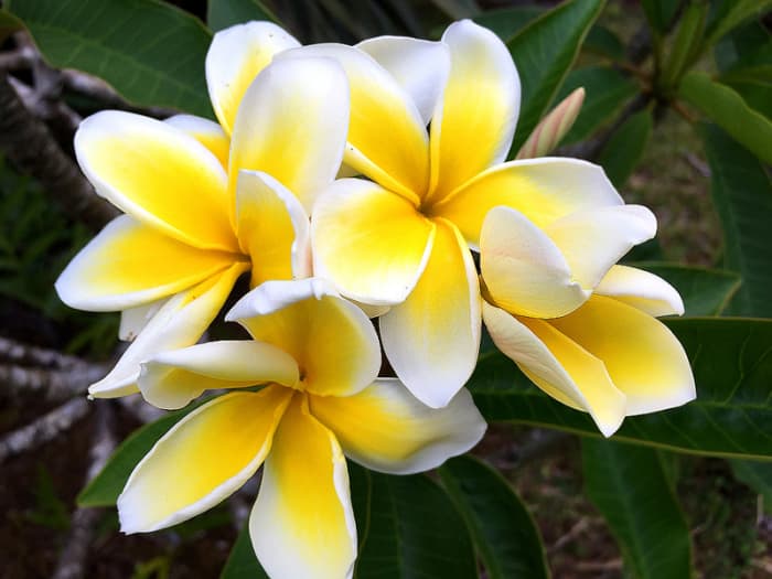 Spectacular Yellow Tropical Flowers for Your Garden - Dengarden