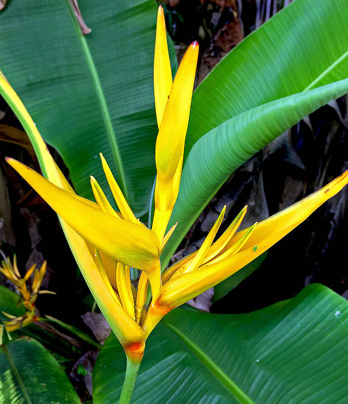 Spectacular Yellow Tropical Flowers for Your Garden - Dengarden