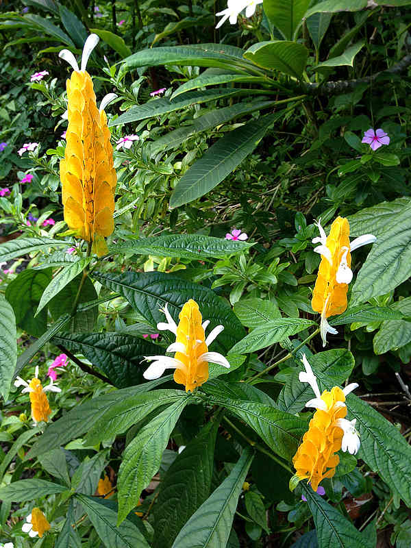 Spectacular Yellow Tropical Flowers for Your Garden - Dengarden