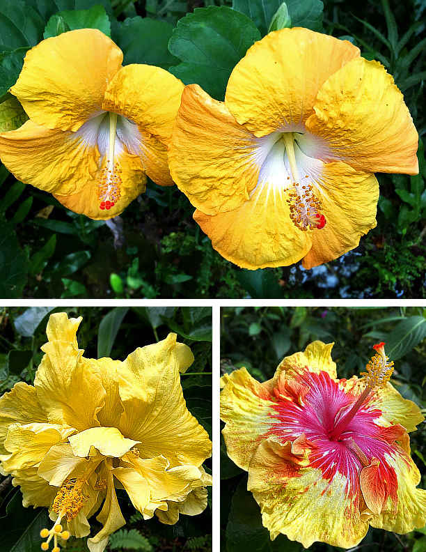 Spectacular Yellow Tropical Flowers for Your Garden Dengarden