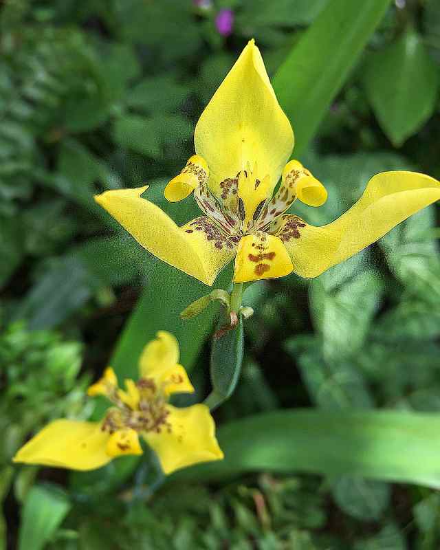 Spectacular Yellow Tropical Flowers for Your Garden Dengarden