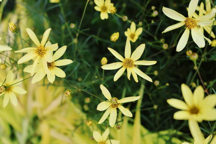 Why You'll Love Coreopsis: An Asset in the Garden - Dengarden