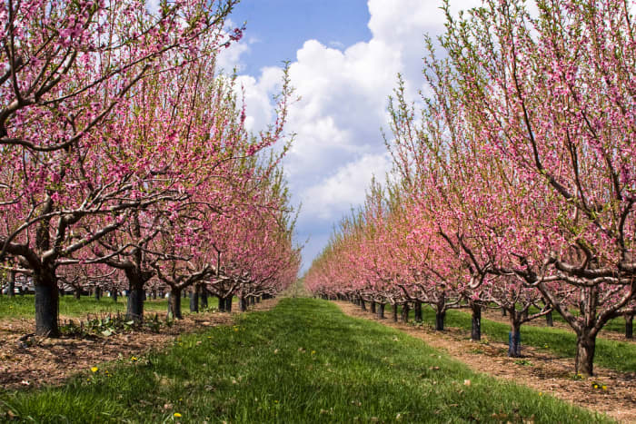 Why You Should Plant a Nectarine Tree Today - Dengarden