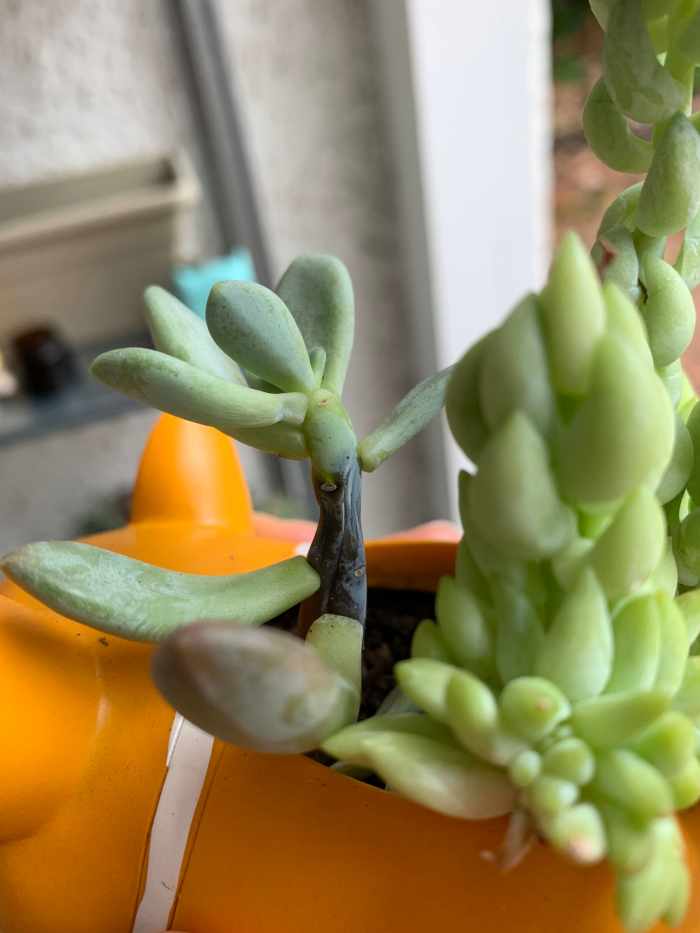 What Is Wrong With My Sedum? Dengarden