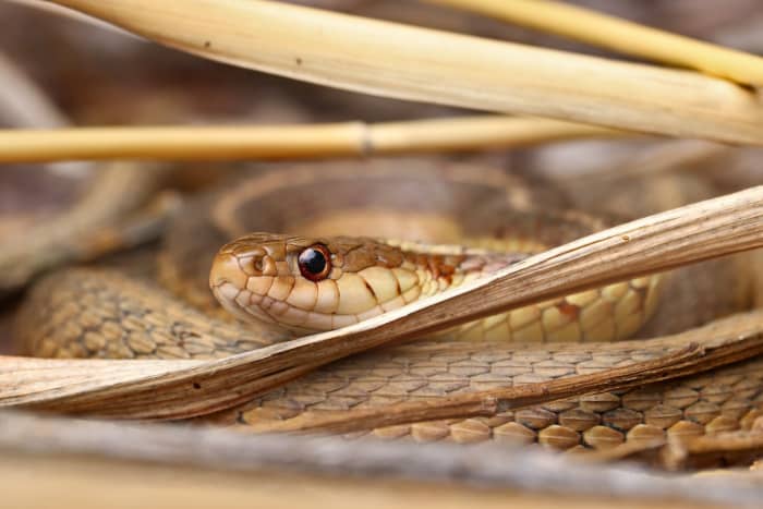 How To Get Rid Of Garter Snakes Without Killing Them: 7 Tried-and-True ...