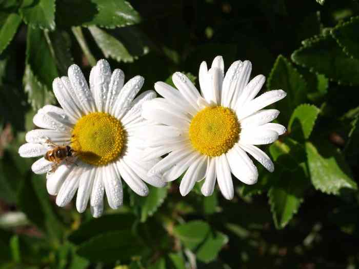 A Guide to Montauk Daisies (Nippon Daisies) Dengarden