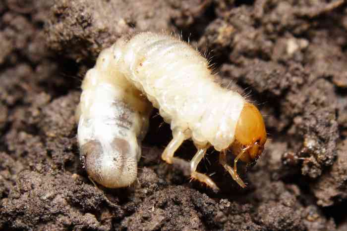 Lawn Grubs: How to Identify, Get Rid of, and Prevent Them - Dengarden