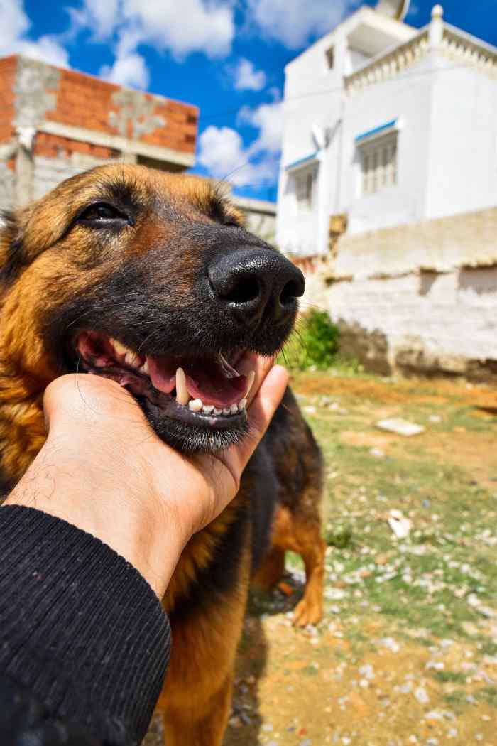 Why Are My Dog’s Teeth Chattering? How to Help Your Pet PetHelpful