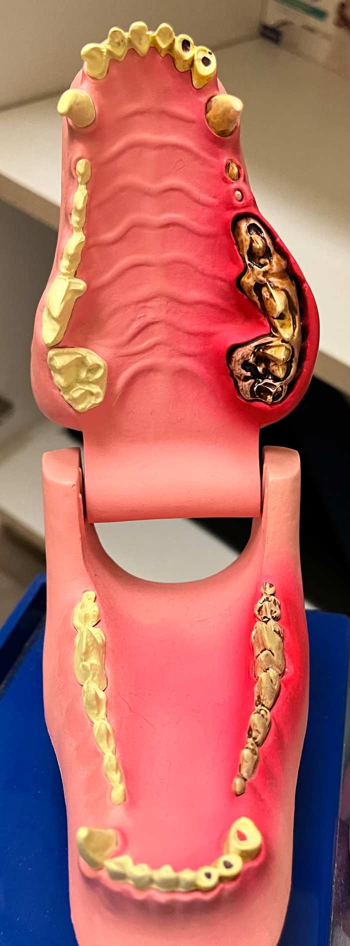 The Top 3 Best Dental Health Products for Dogs and Cats HubPages