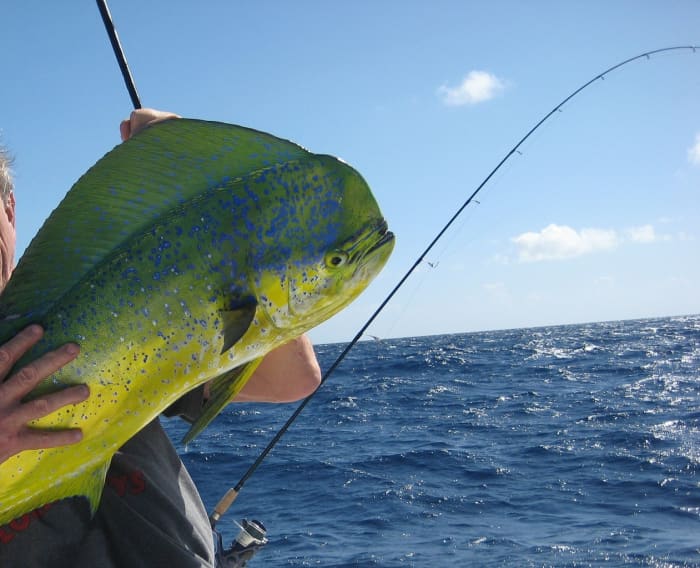 How to Quickly Rig a Ballyhoo Bait for Mahi Mahi SkyAboveUs