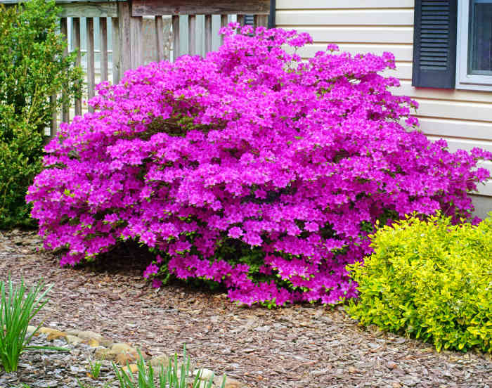 8 Popular Spring Flowering Shrubs HubPages