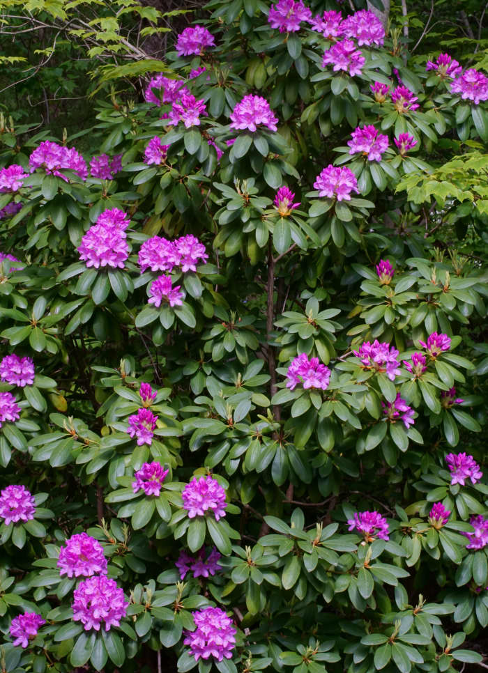 8 Popular Spring Flowering Shrubs - HubPages