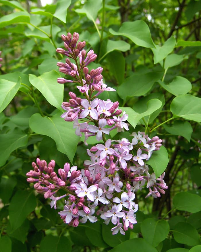 8 Popular Spring Flowering Shrubs - HubPages