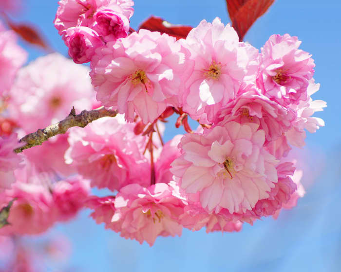 9 Amazing Spring-Flowering Trees - Owlcation