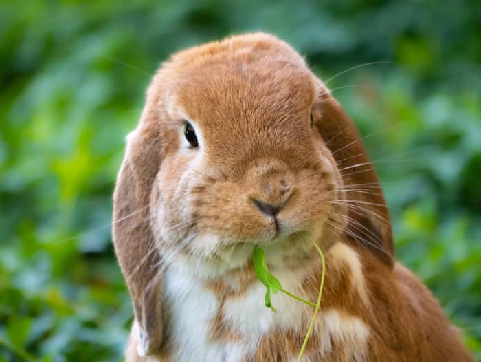 Do Bunnies Eat Grasshoppers? - HubPages