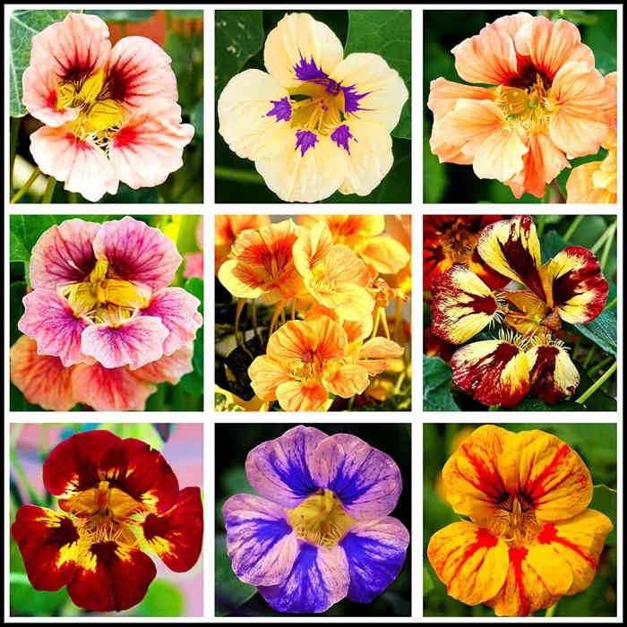 3 FastGrowing Flower Choices for Impatient Gardeners Dengarden