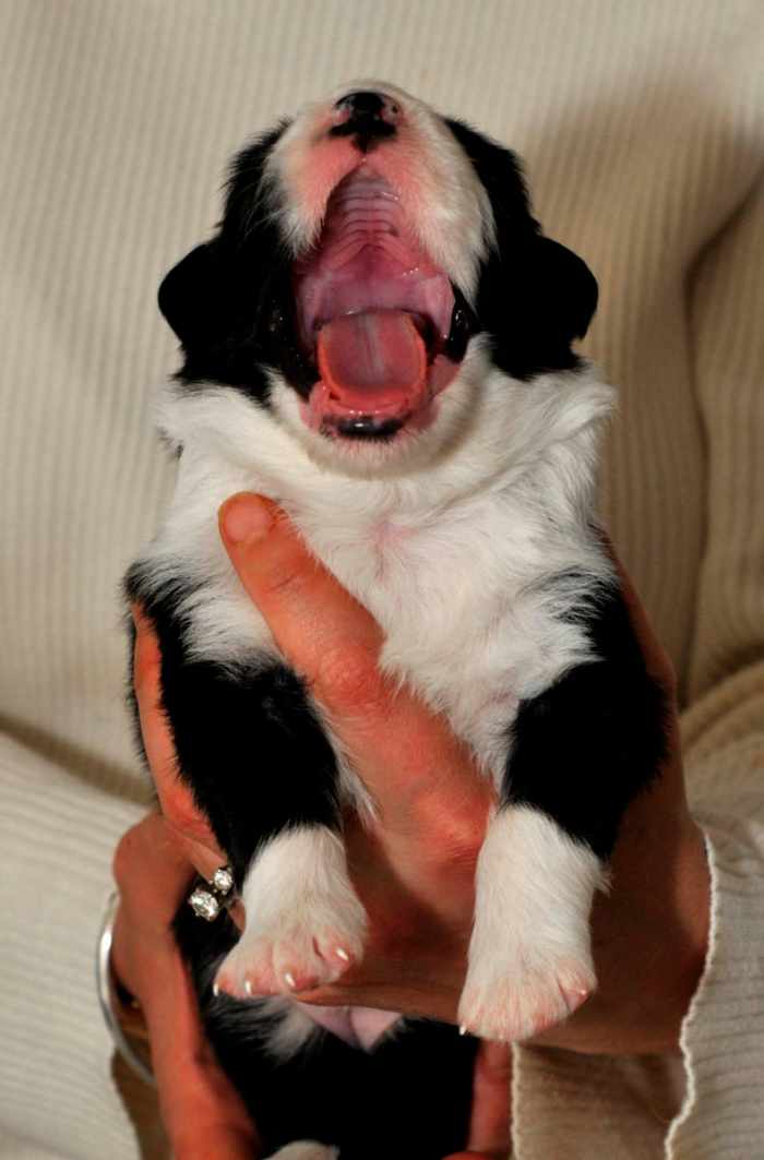 How to Inspect a Dog's Teeth to Determine His Age PetHelpful