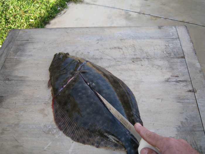 How to Clean and Filet a Flounder HubPages
