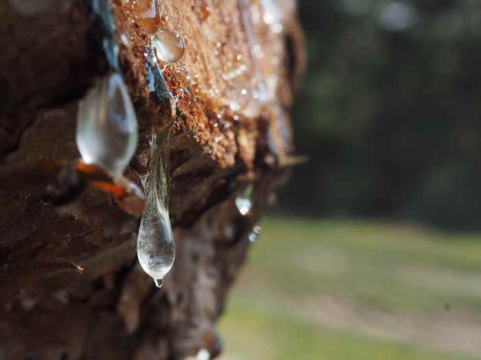 How to Get Tree Sap off Your Car (and Preserve Your Paint) AxleAddict