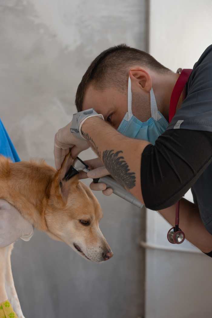 Safer Alternatives to Hydrogen Peroxide for Your Dog’s Ear PetHelpful